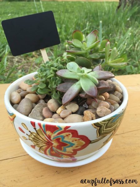 DIY Succulent Mug - A Cup Full of Sass